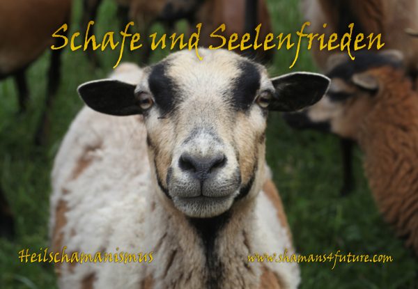 Vorschau Schamanische Broschüre: Schafe und Seelenfrieden