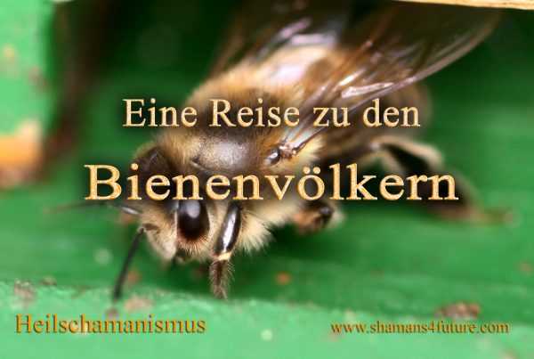 Vorschau Video: Tiere aus schamanischer Sicht: Bienen