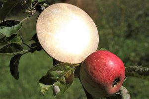 Mythos Apfelbaum